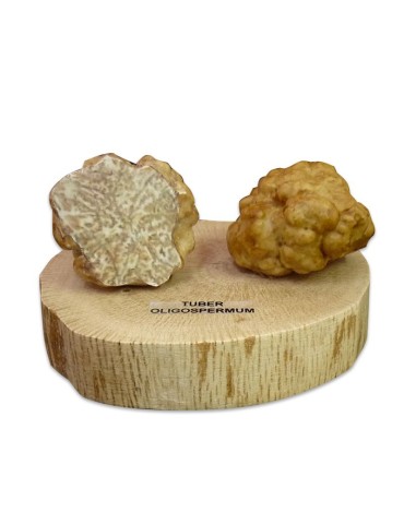 Réplica en resina de tuber oligospermum