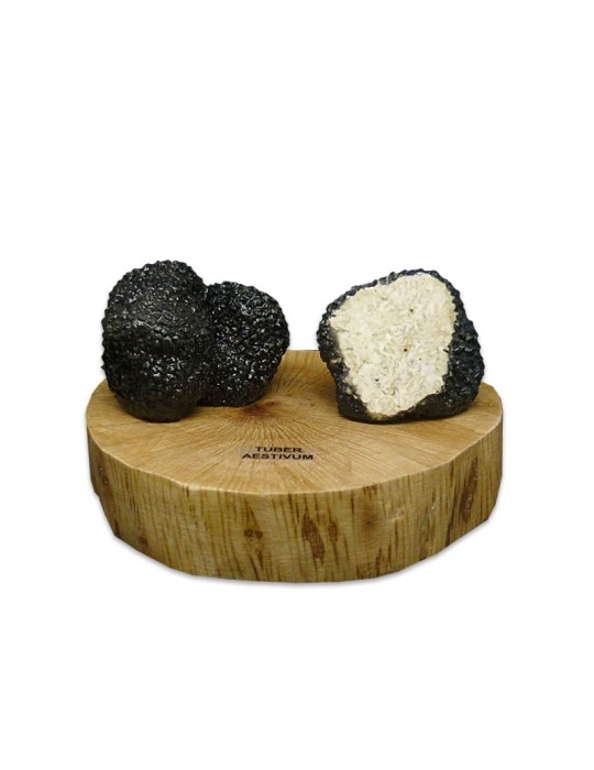 Tuber aestivum resin replica Tuber aestivum resin replica