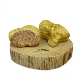 Tuber magnatum resin replica