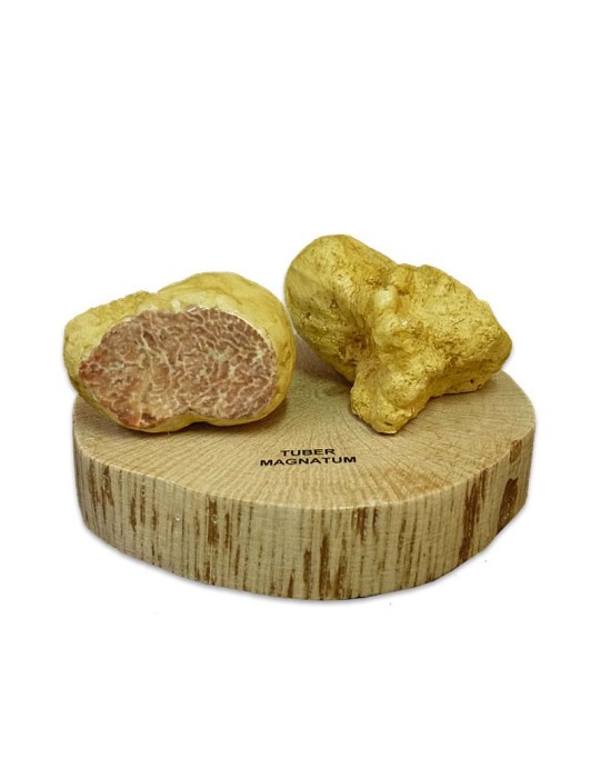 Réplique en résine de Tuber magnatum Réplique en résine de Tuber magnatum