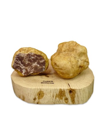 Réplica en resina de tuber borchii