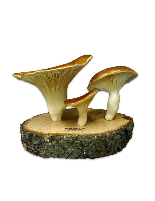 Réplique du champignon chardon, P. eryngii Réplique du champignon chardon, P. eryngii