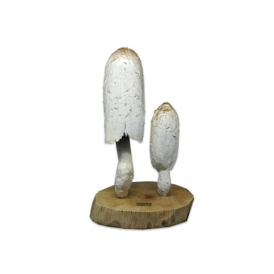 Replica ink mushroom, C. comatus