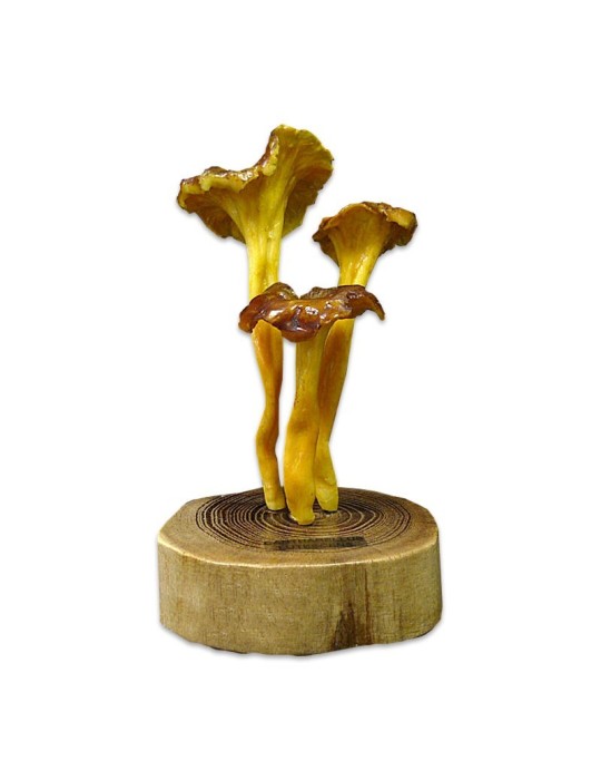 Cantharellus lutescens Replica