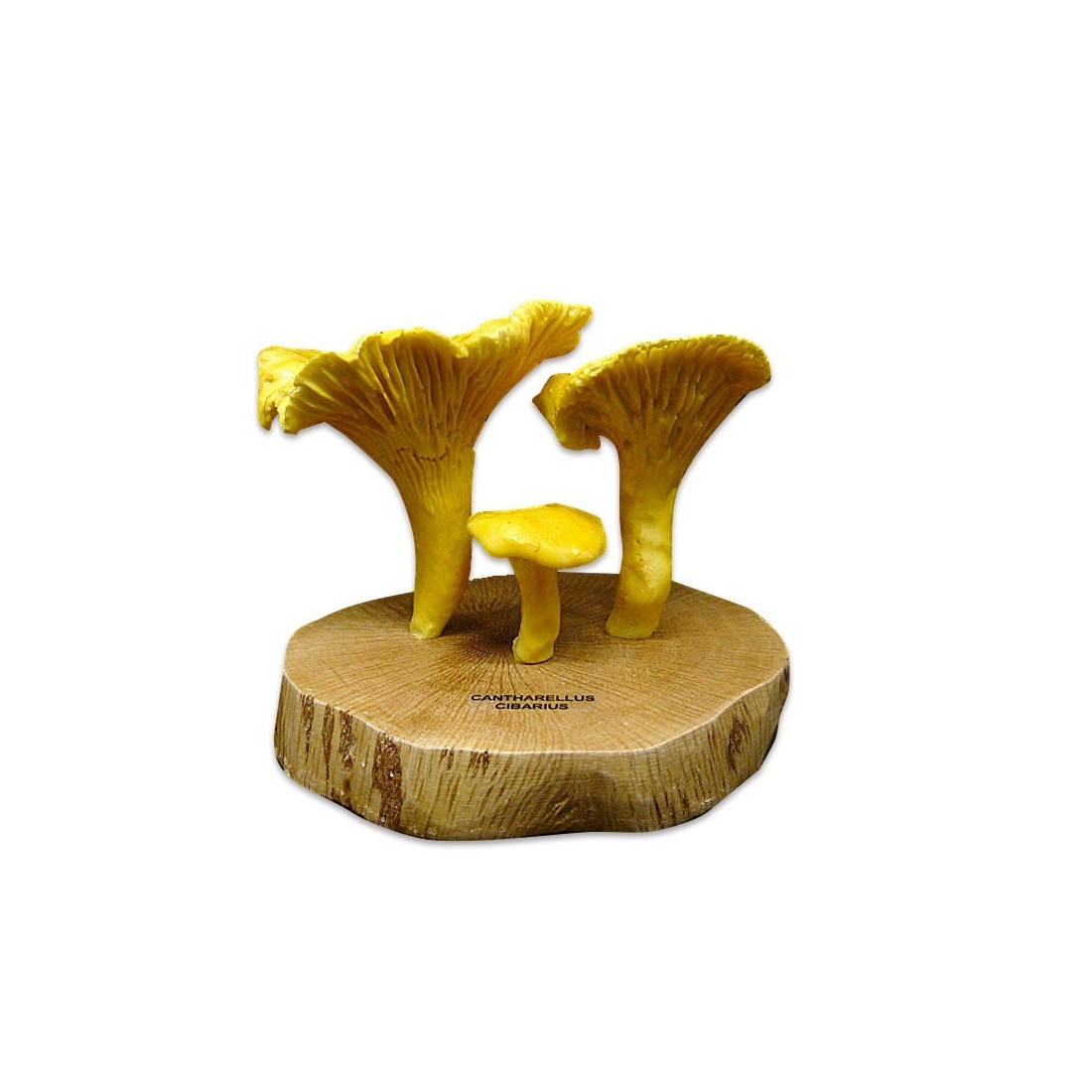 Réplica de Rebozuelo, C. cibarius