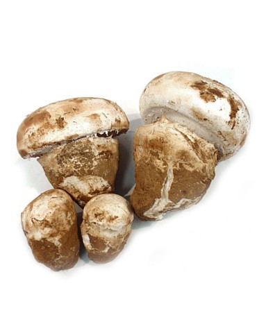 Gurumelo deshidratado - Amanita ponderosa