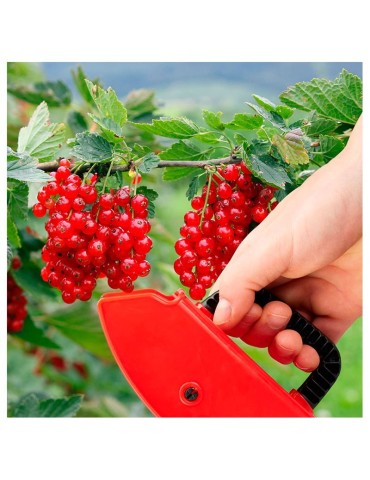 Recolector de frutos silvestres de plástico 2