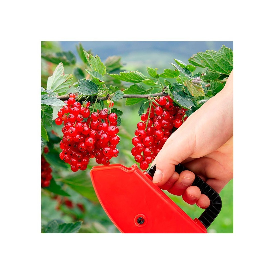 Cueilleur de fruits sauvages en plastique