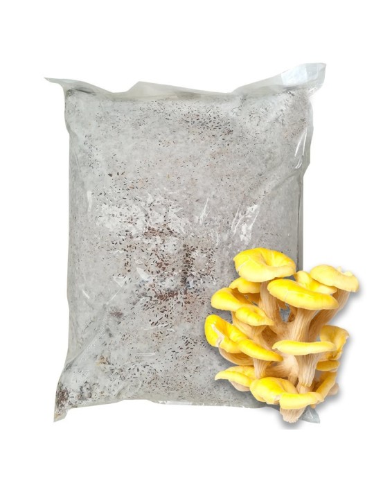Mycélium huître jaune Pleurotus citrinopileatus 30 l Mycélium huître jaune Pleurotus citrinopileatus 30 l
