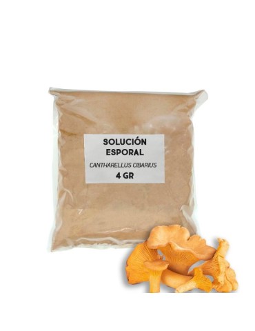 Solución esporal de apoyo - Rebozuelo