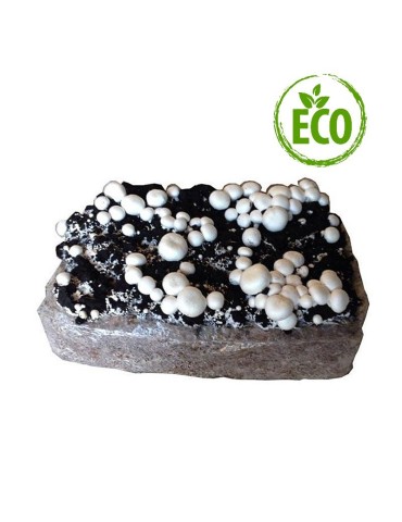 Mushroom of Paris organic alpaca 7 kg