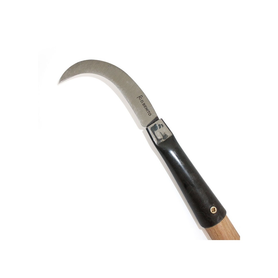 Asparagus blade Flores Cortes