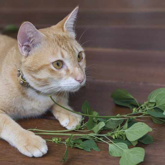 Kit pour cultiver de l'herbe à chat à la maison