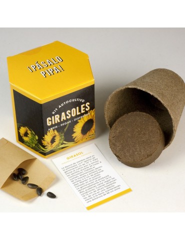 Sunflower Growing Kit 2