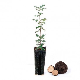 Quercus ilex producteurs de truffes d'été