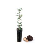 Quercus ilex productores de trufa de verano