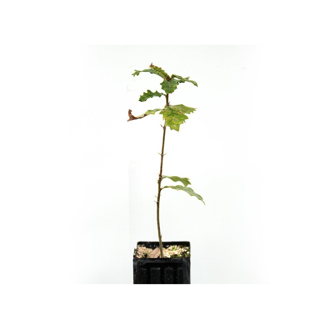 Quercus pubescens productores de trufa de invierno