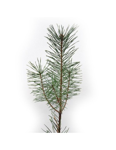 Mycorrhizal mycorrhizal pines. Pinus silvestris 450cc 2