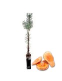 Pinos micorrizados níscalo. Pinus silvestris 450cc