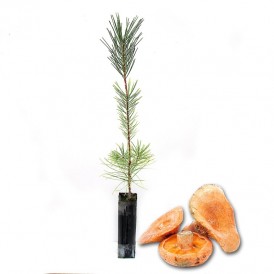 Pinos micorrizados níscalo. Pinus nigra 450cc