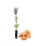 Pinos micorrizados níscalo. Pinus nigra 450cc