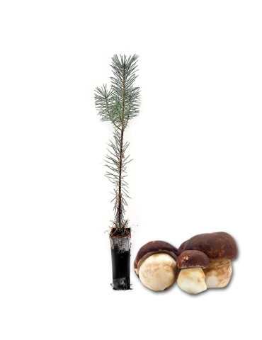 Pinos silvestres micorrizados boletus pinícola