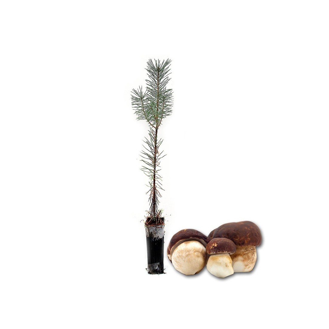 Pinos silvestres micorrizados boletus pinícola Pinos silvestres micorrizados boletus pinícola