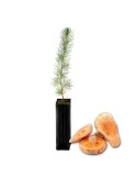Mycorrhizal mycorrhizal pines. Pinus halepensis 450cc