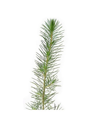 Pinos micorrizados níscalo. Pinus halepensis 450cc 2