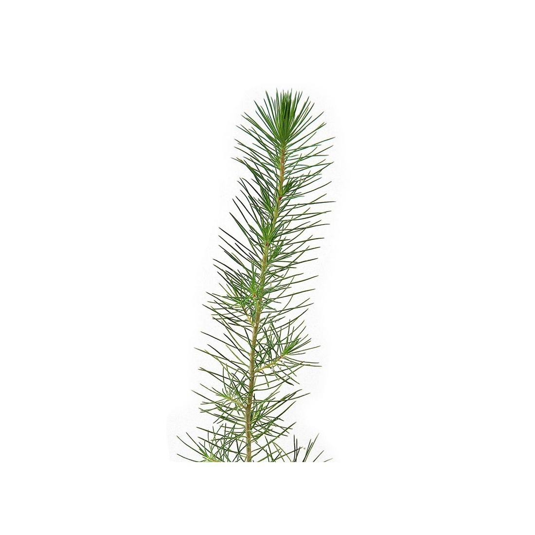Pins mycorhizés. Pinus halepensis 450cc