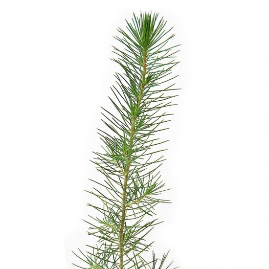 Pinos micorrizados níscalo. Pinus halepensis 450cc
