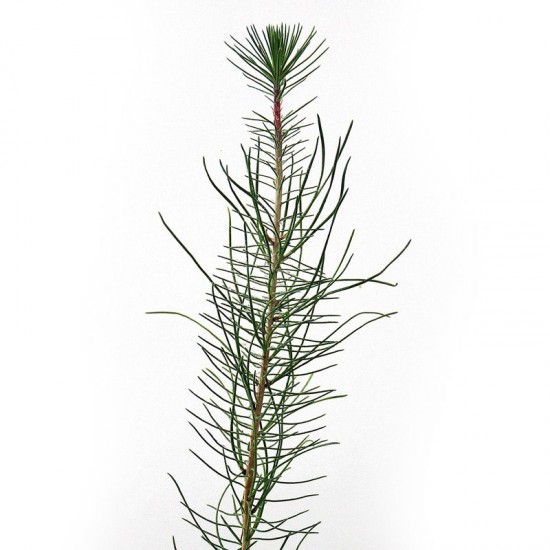 Pinus pinaster pines mycorrhizated by boletus pinicola