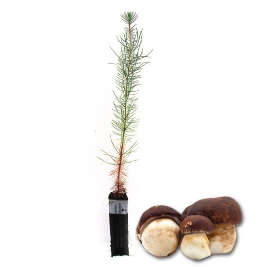 Pinus pinaster pines mycorrhizated by boletus pinicola