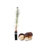 Pinus pinaster pins mycorhizés par boletus pinicola