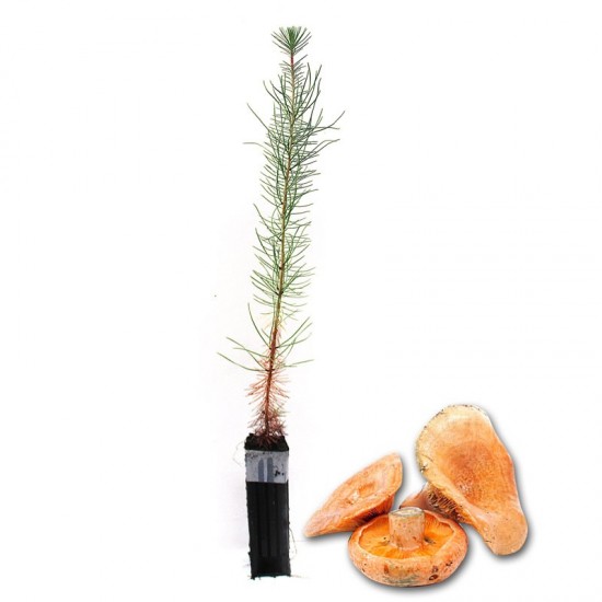 Pinos micorrizados níscalo. Pinus pinaster 450cc