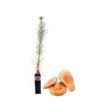 Pinos micorrizados níscalo. Pinus pinaster 450cc