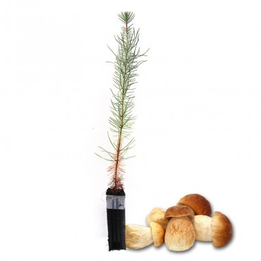 Pin mycorhizé par Boletus edulis. Pinus pinaster