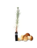 Boletus edulis mycorrhizal pines. Pinus pinaster