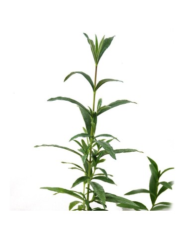 Mycorhizes de Boletus edulis, cistus ladanifer, mycorhizes de ciste 2