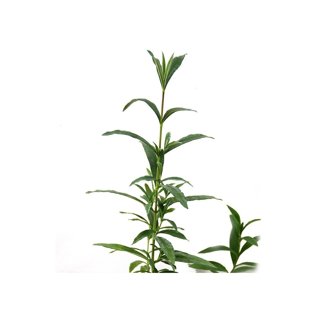 Jaras pringosas micorrizadas de Boletus edulis, cistus ladanifer