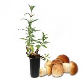 ▷ Comprar árboles y plantas micorrizadas de Setas 【 Compra Online 】