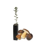 Quercus ilex micorrizados con Boletus aereus