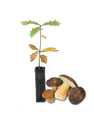 Quercus pyrenaica mycorhizé avec Boletus aereus