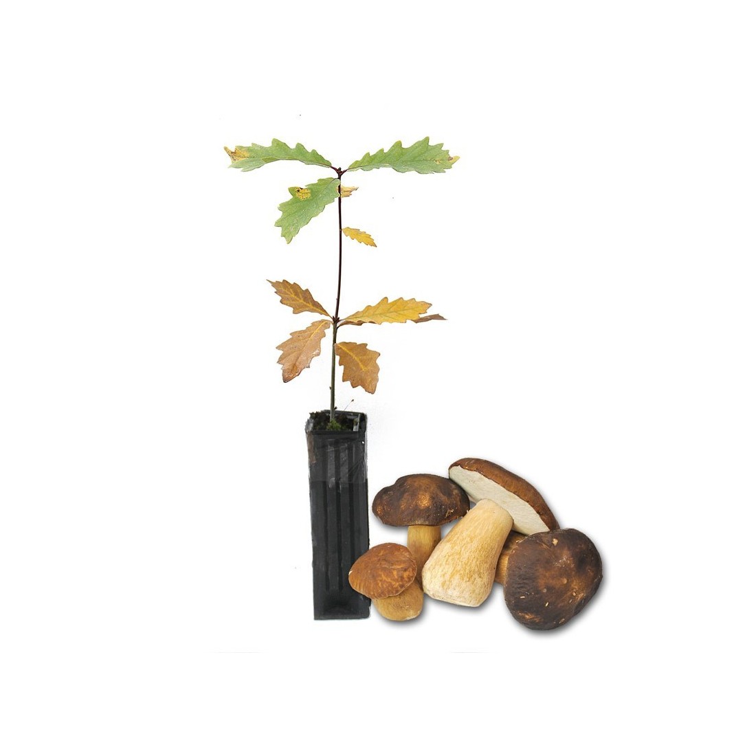 Quercus pyrenaica micorrizados con Boletus aereus Quercus pyrenaica micorrizados con Boletus aereus