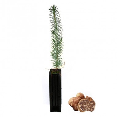 Pinus pinea mycorhizé avec Tuber borchii