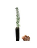 Pinus pinea micorrizados con Tuber borchii