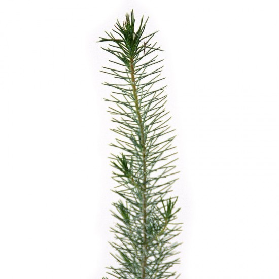 Pinos micorrizados níscalo. Pinus pinea, piñonero 450cc