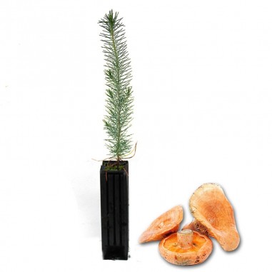 Pinos micorrizados níscalo. Pinus pinea, piñonero 450cc