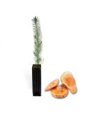 Mycorrhizal mycorrhizal pines. Pinus pinea, Pinus pinea, Pinion tree 450cc