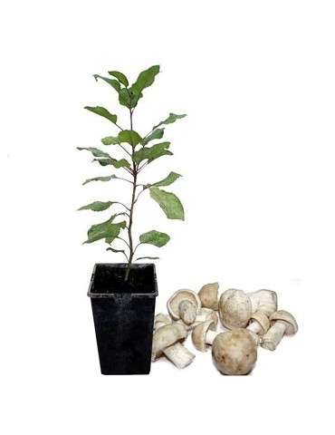 Manzanos micorrizados de perrechico